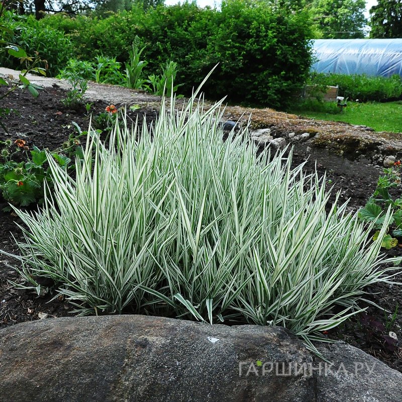 Бухарник мягкий Альбавариегатус