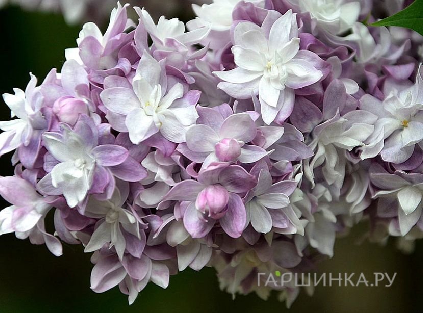 Сирень Тарас Бульба