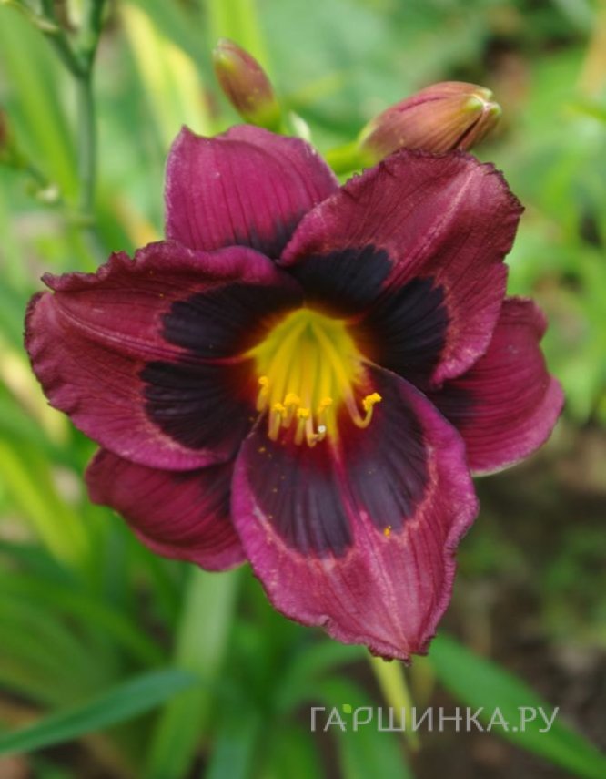 Лилейник Вупи