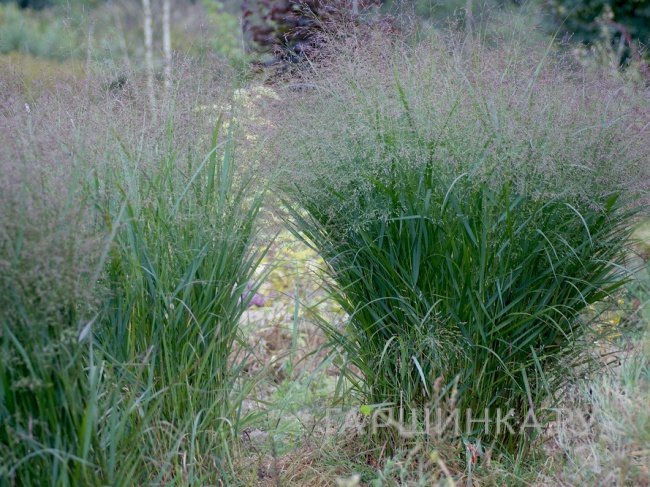 Просо Прейри Скай прутьевидное