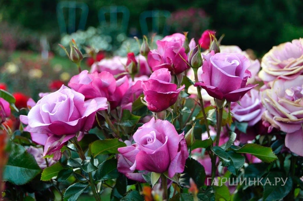 Роза Барбара Стрейзанд, Викс (лиц)