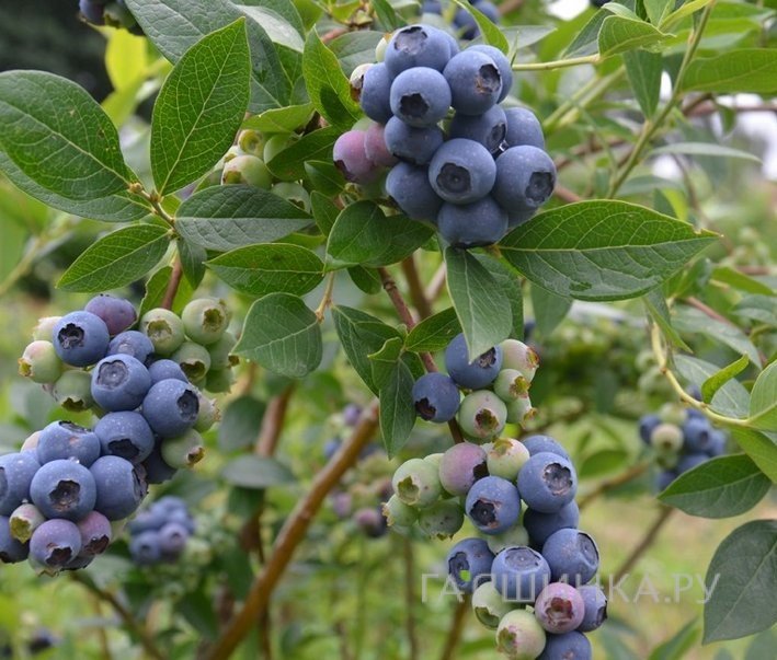 Голубика Спартан