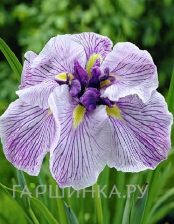 Ирис мечевидный Грейвудс Катрина