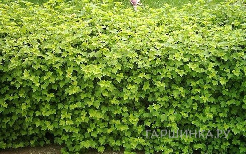 Смородина альпийская Шмидт