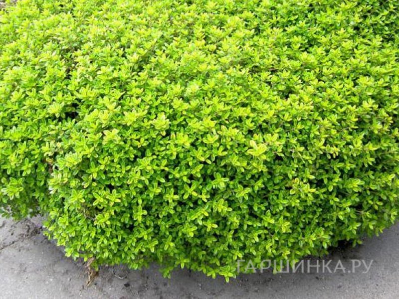 Тимьян Голди лимоннопахнущий