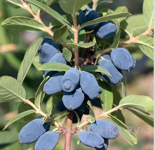 Жимолость Хани Би камчатская