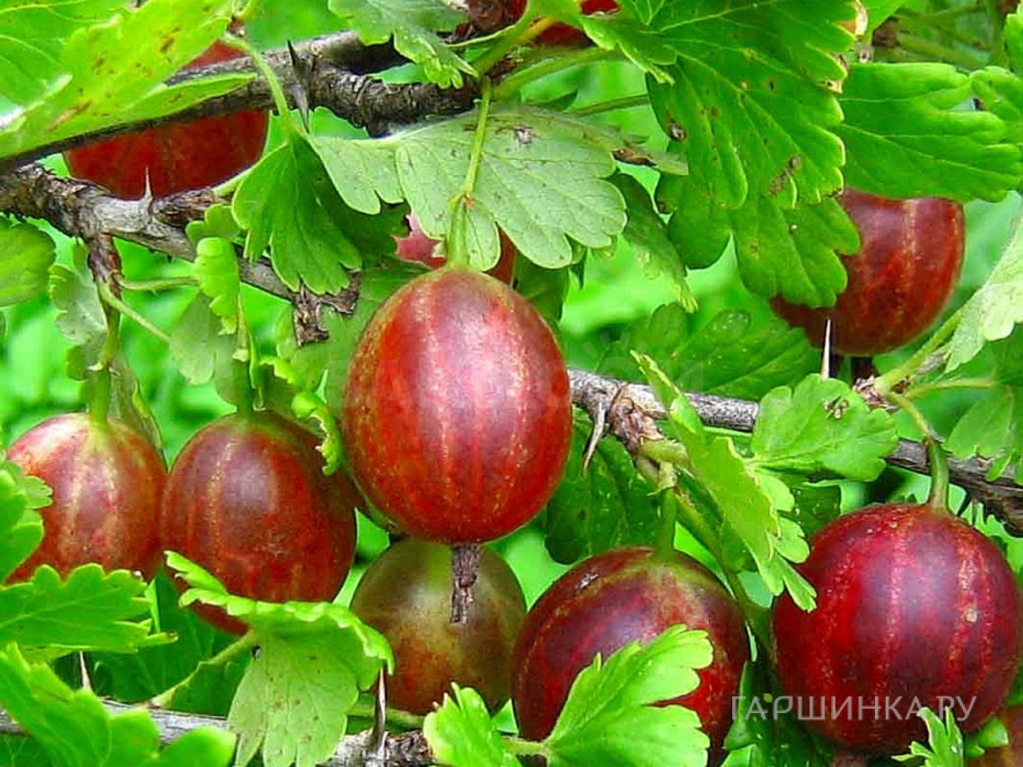 Крыжовник Майский герцог