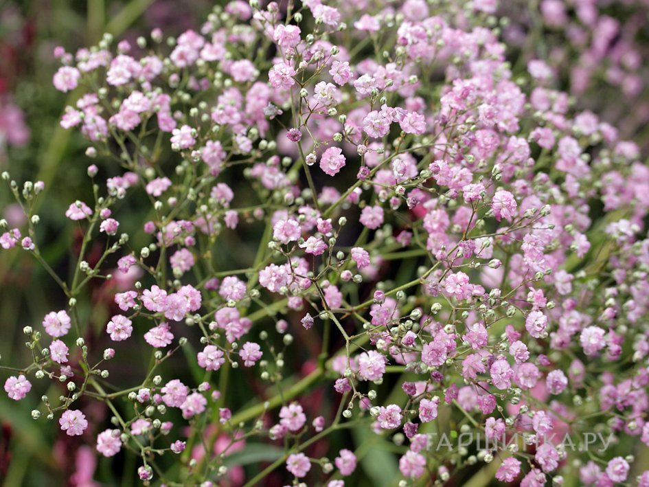 Гипсофила Фламинго