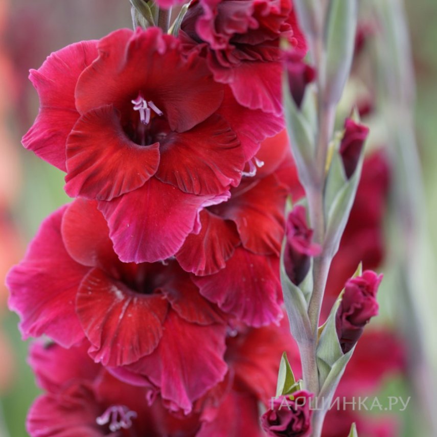 Гладиолус Плам Тарт 5 шт