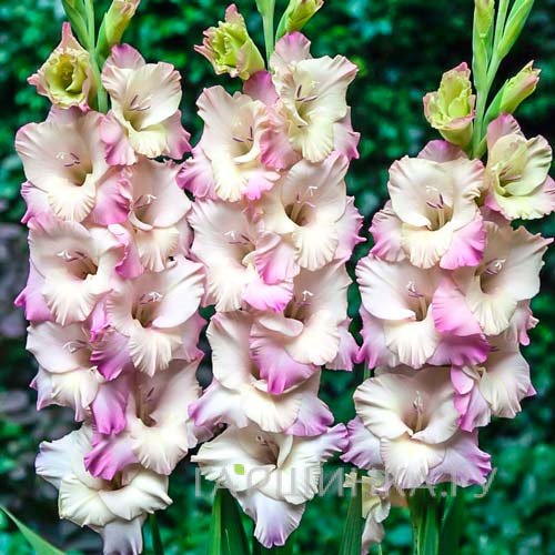 Гладиолус Тампере крупноцветковый