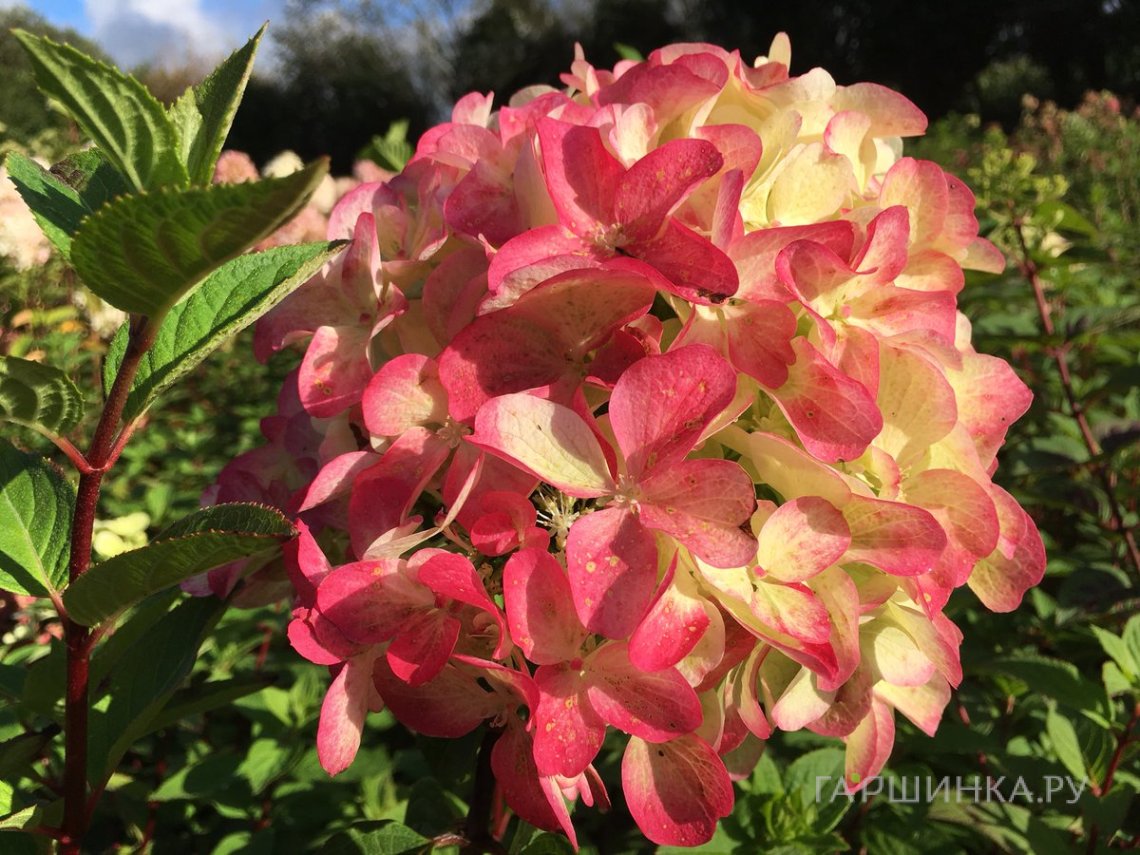 Гортензия Граффити метельчатая