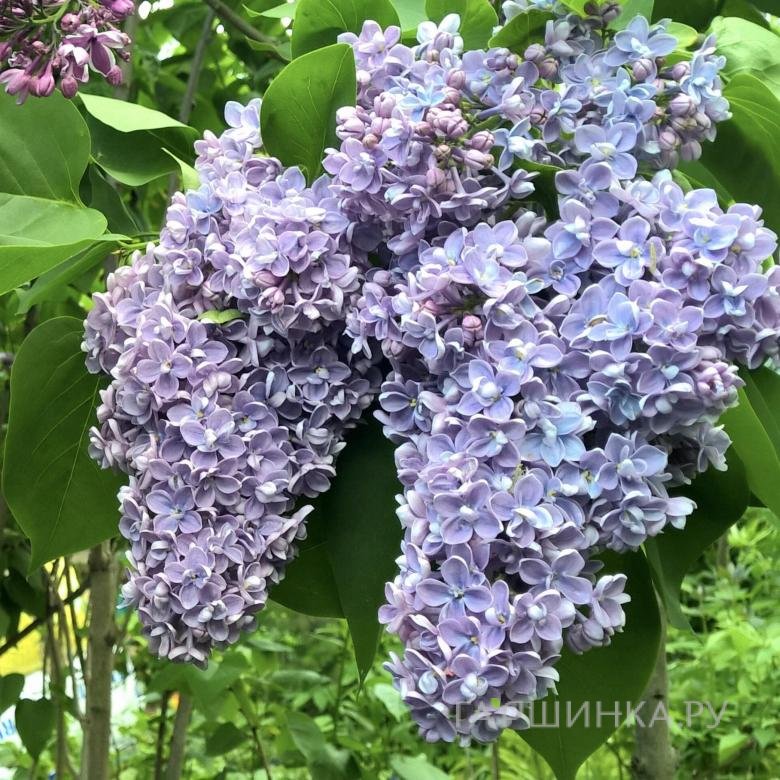 Сирень обыкновенная Президент Греви на штамбе 80 см