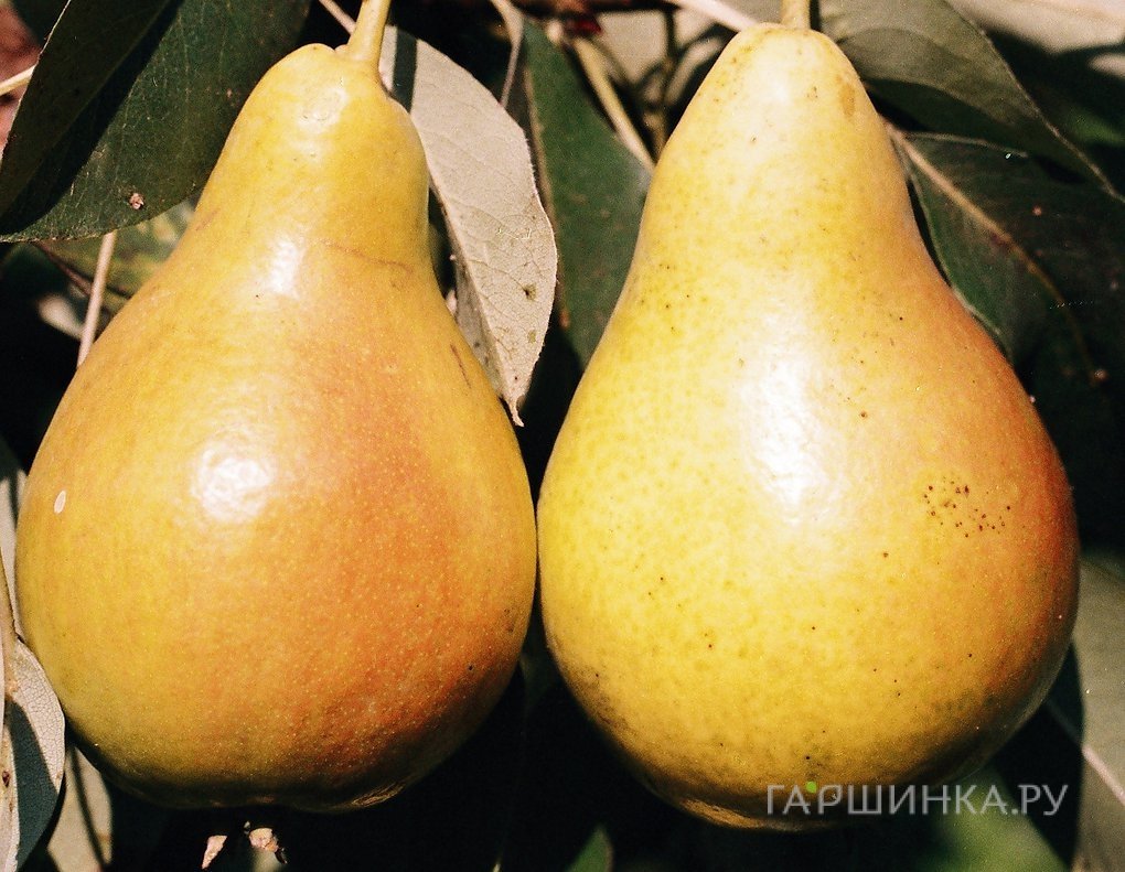 Груша Просто Мария