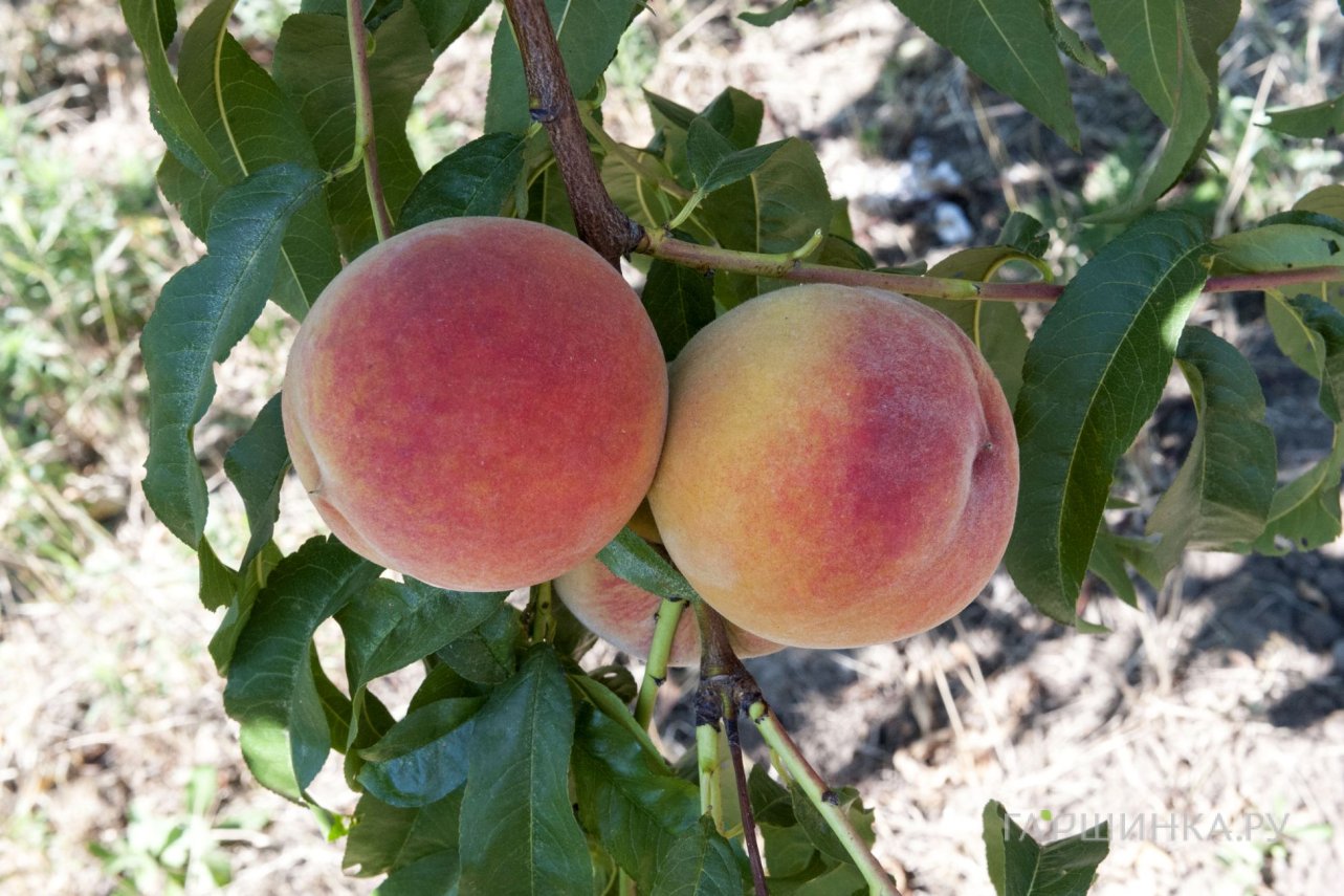 Персик Ред Хэвен