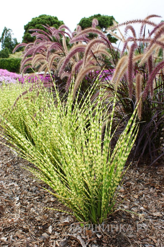 Мискантус Голд Бар