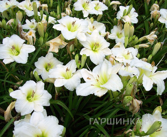 Лилейник Джентл Шеферд