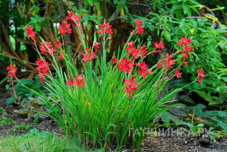 Схизостилис ярко-красный