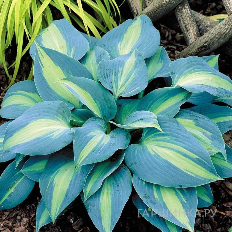 Хоста Тач оф Класс (ML)