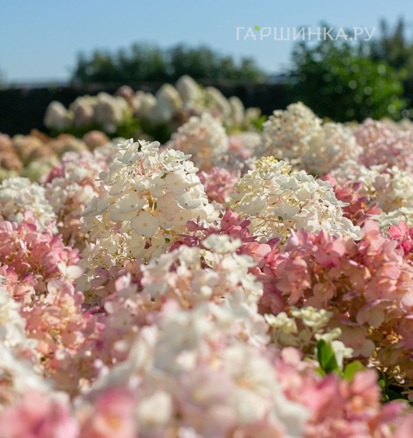 Гортензия Литл Блоссом (Маленький цветок) метельчатая