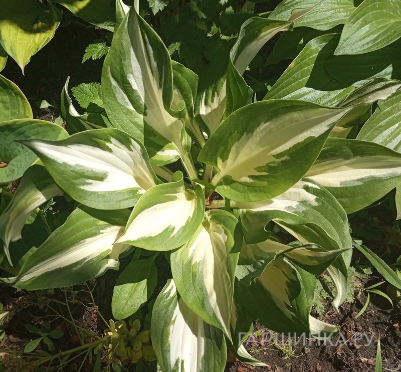 Хоста Кристмас Айсленд (M)