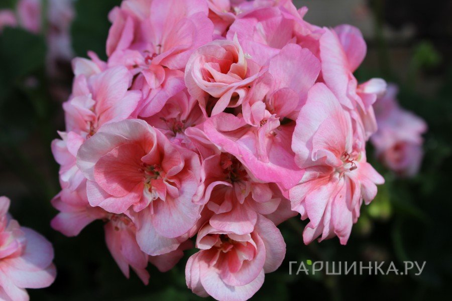 Пеларгония зональная Тоскана Смарт Салмон