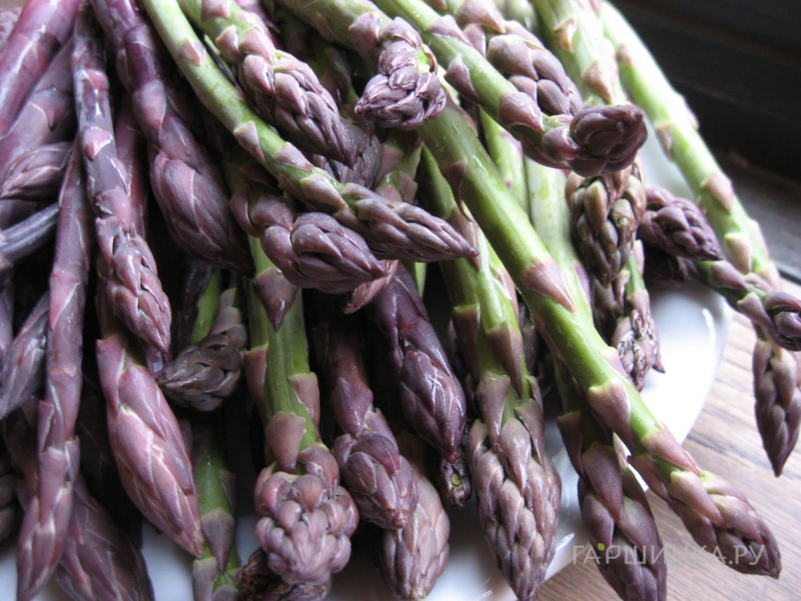 Аспарагус (Спаржа) Пацифик Пурпл