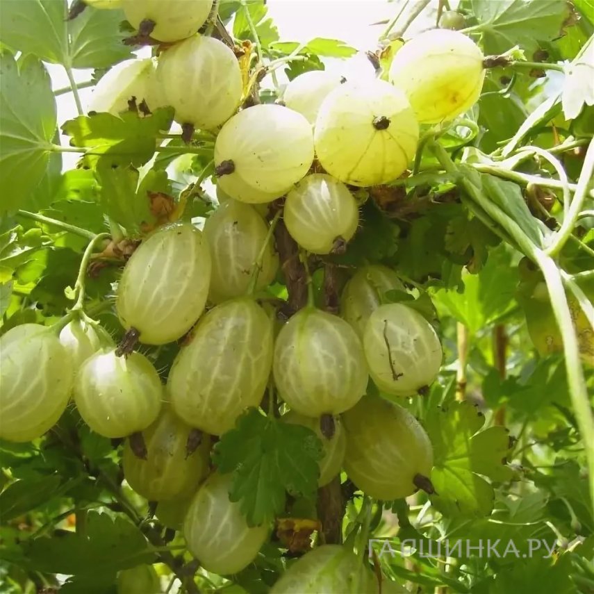 Крыжовник Инвикта