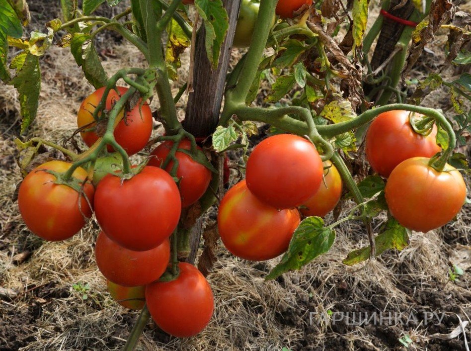 Томат Ирина F1 15шт