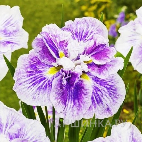 Ирис мечевидный Диннер Плейт Чизкейк