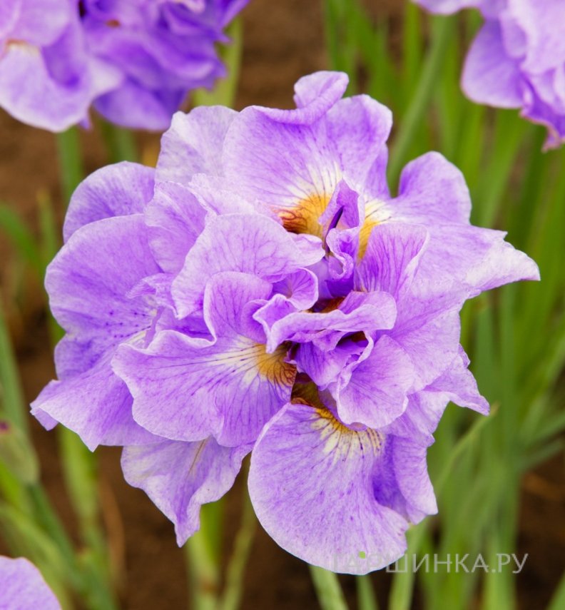 Ирис сибирский Хэвинг Фан
