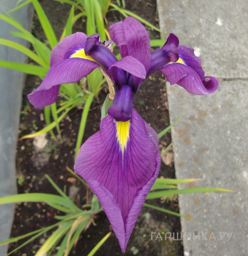 Ирис версиколор Кермесина