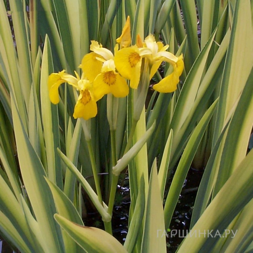 Ирис ложноаировый Вариегата