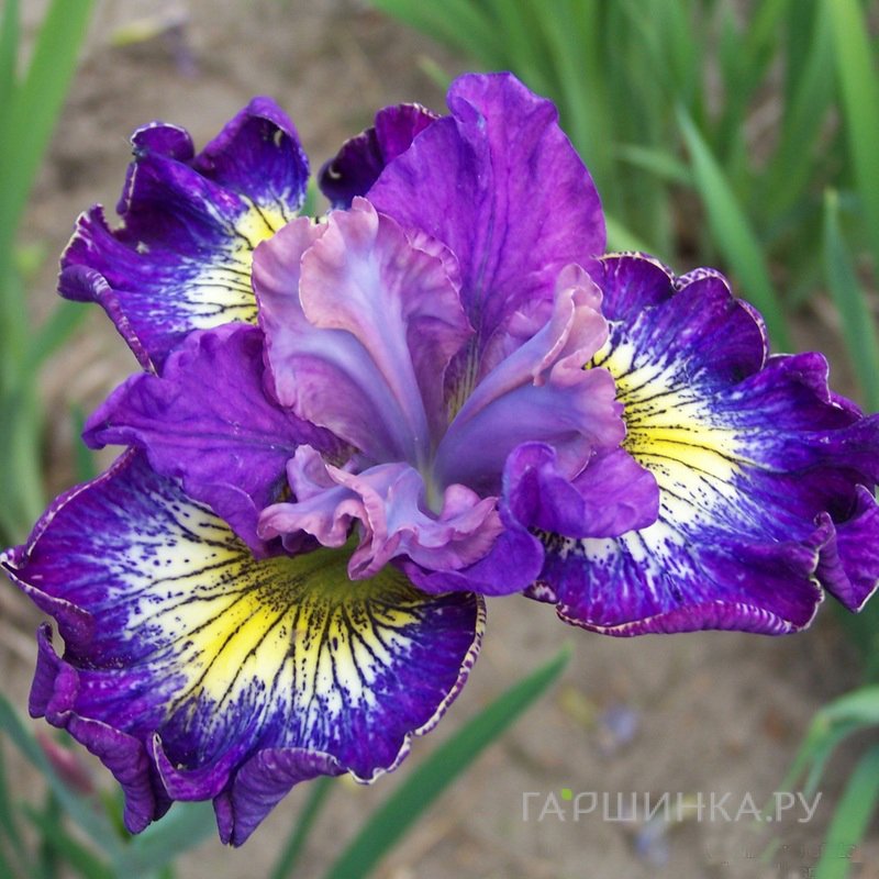 Ирис сибирский Хау Одейшес