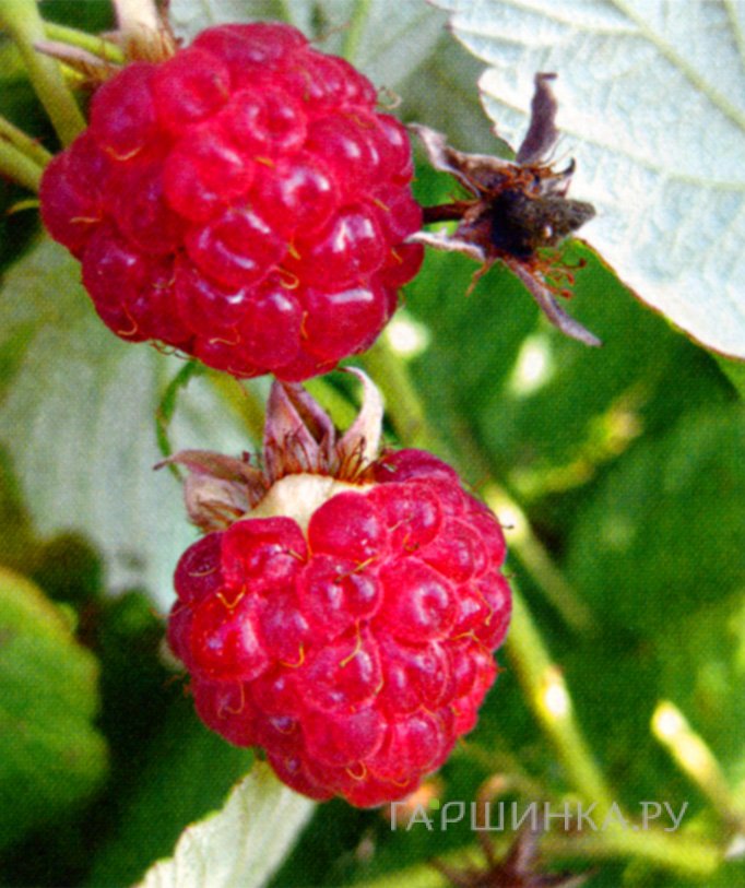 Малина Калашников ремонтантная