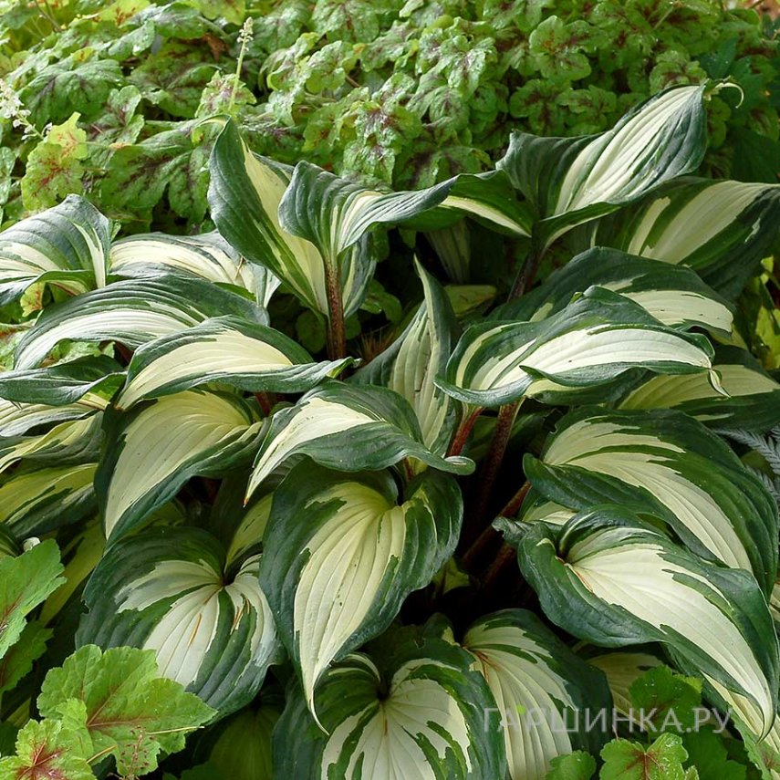 Хоста Распбери Сандей (M)