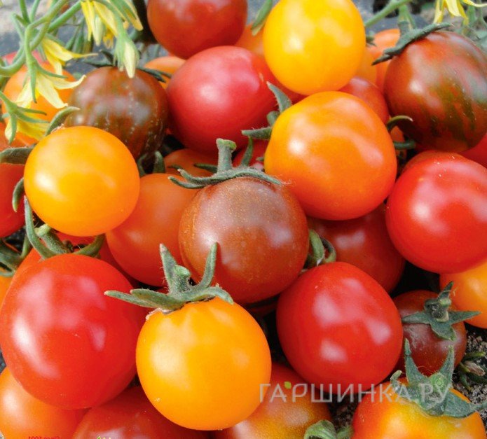 Томат Кишмиш смесь 20шт