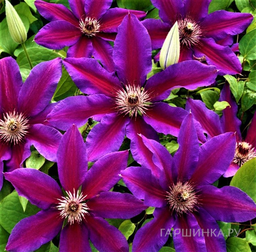 Клематис Акаиши крупноцветковый (2)