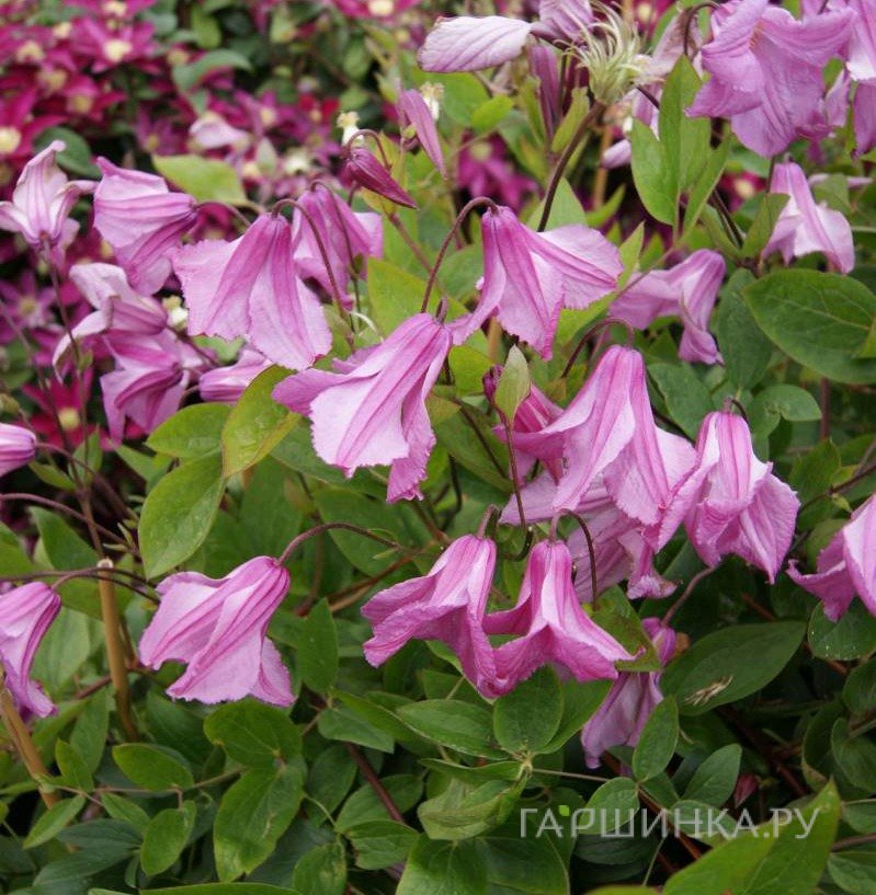 Клематис Аленушка крупноцветковый (3)