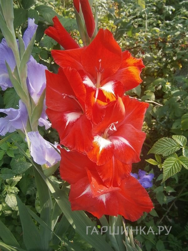 Гладиолус Красное и белое