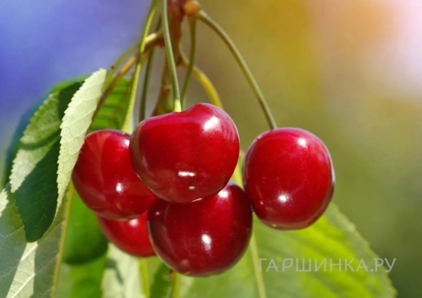 Черешня Красная