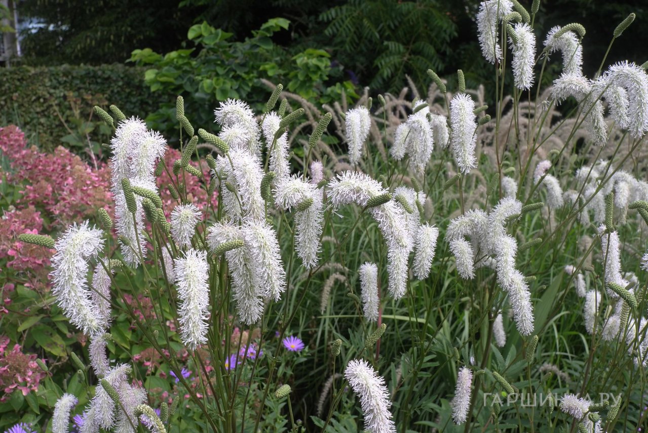 Кровохлебка Обтуза Альба