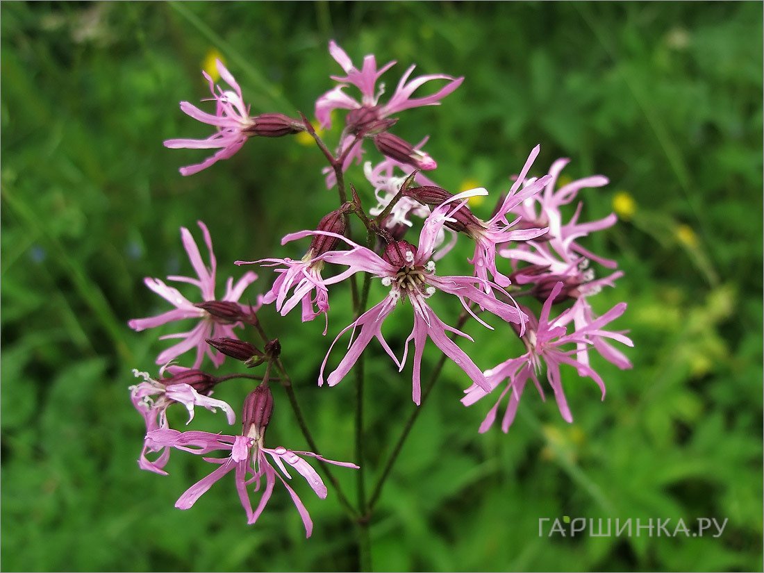 Кукушкин цвет