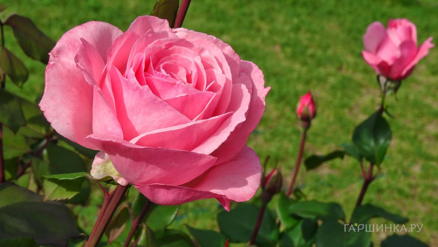 Роза Квин Элизабет чайно-гибридная, Imperial Rose