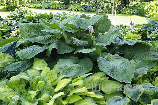 Хоста Лейксайд Маверик (XL)