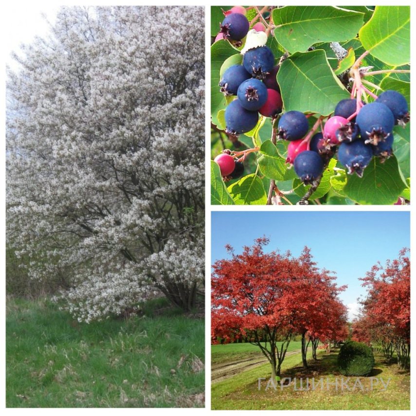 Ирга канадская Ламарка