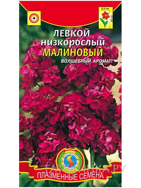 Левкой Малиновый низкорослый