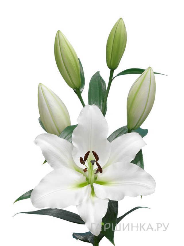Лилия Вестаро ОТ-гибрид белая