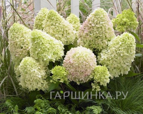 Гортензия Литл Фреско (Маленькая фреска) метельчатая