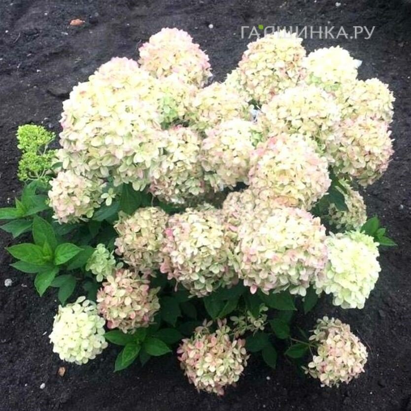 Гортензия Литл Пассион (Маленькая Страсть) метельчатая