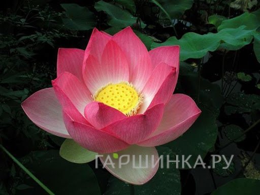 Лотос розовый